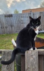 Reunited Female Cat last seen Courtyard circle winder GA, Winder, GA 30680