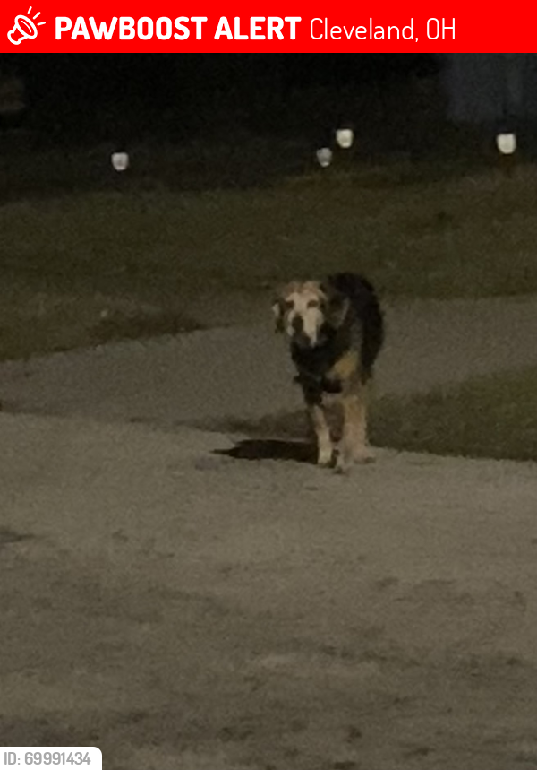 Lost Unknown Dog last seen John Marshall high school , Cleveland, OH 44111