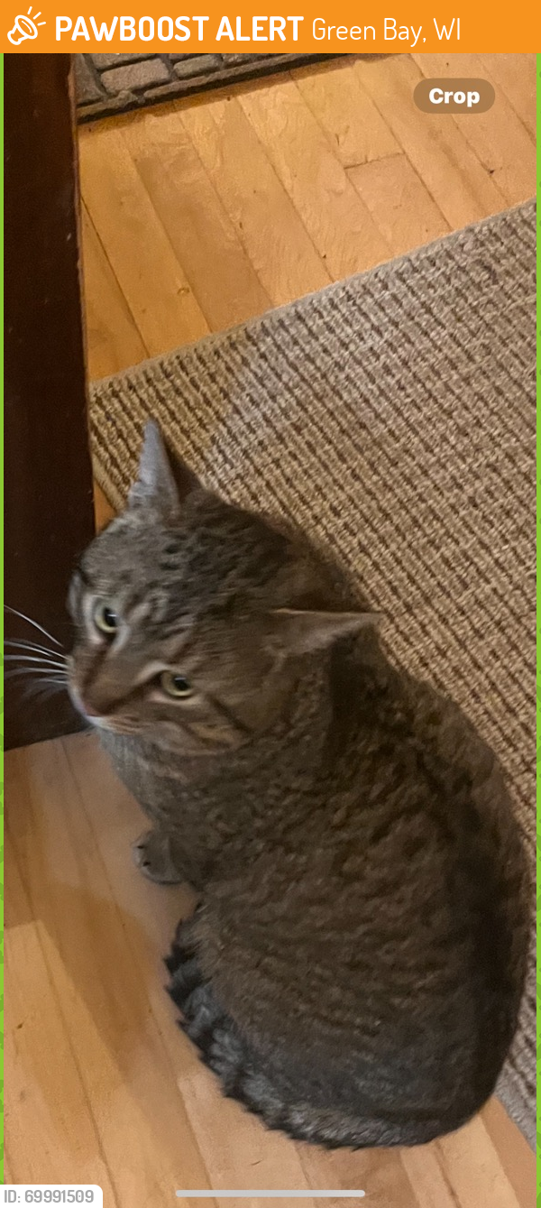Green Bay, WI Stray Male Cat Found Near Near Shawano Ave and Oak Street