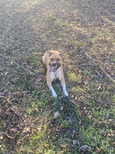 Lost Male Dog last seen Marche rd, North Little Rock, AR 72118