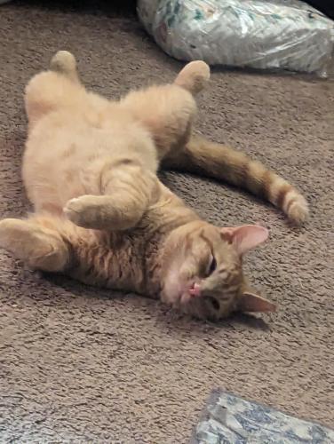 Lost Male Cat last seen North Dixie , Dayton, OH 45414