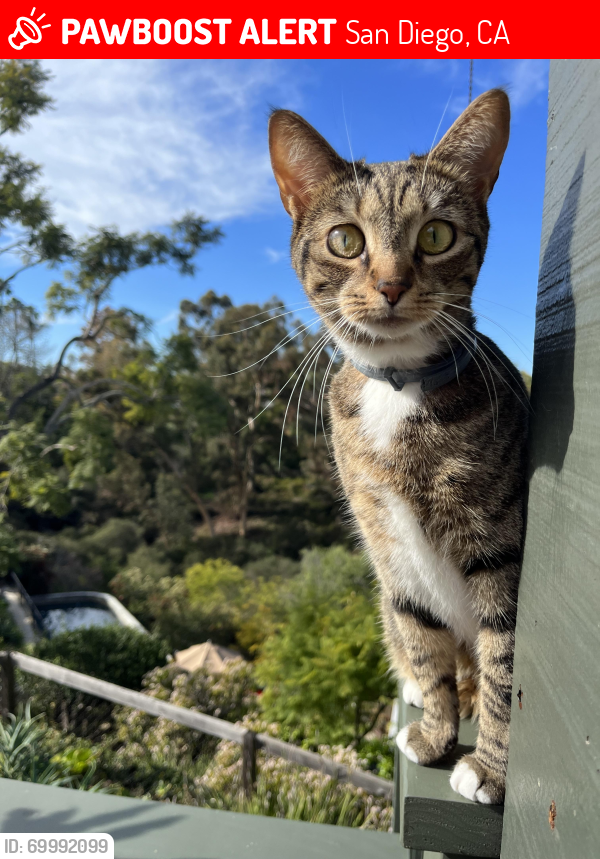 Lost Female Cat last seen Miracle Dr. and Adams ave, San Diego, CA 92115