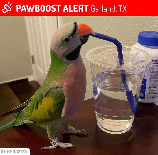 Lost Male Bird last seen Flew over yard fence, Garland, TX 75044