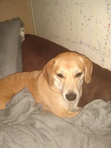 Lost Female Dog last seen Near middle patch rd Gallagher wv 25083, Kanawha County, WV 25083