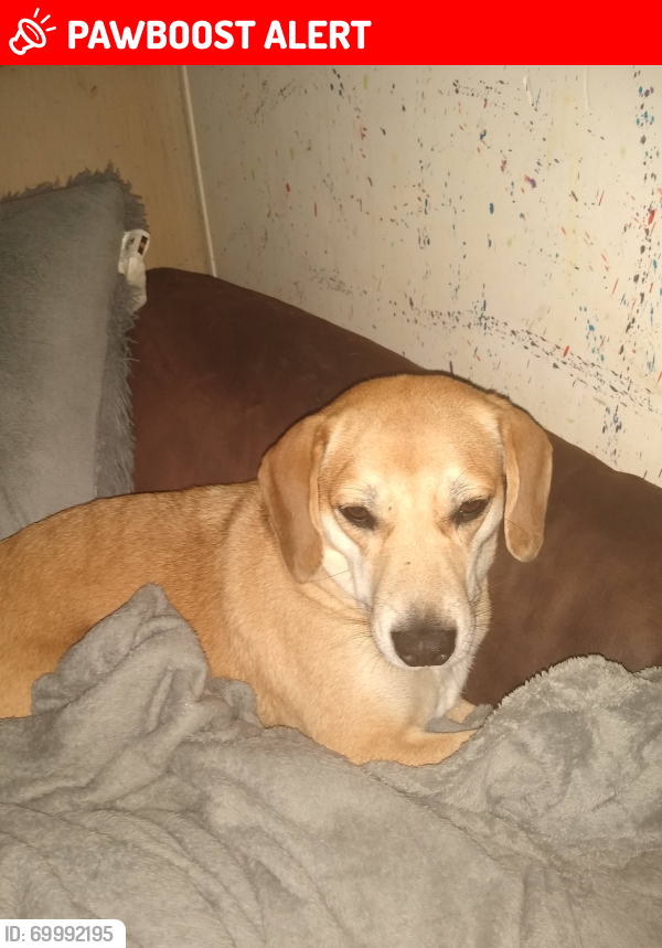 Lost Female Dog last seen Near middle patch rd Gallagher wv 25083, Kanawha County, WV 25083