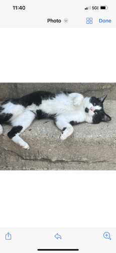 Lost Male Cat last seen Hemlock Ct Glendale hts illinois, Glendale Heights, IL 60139