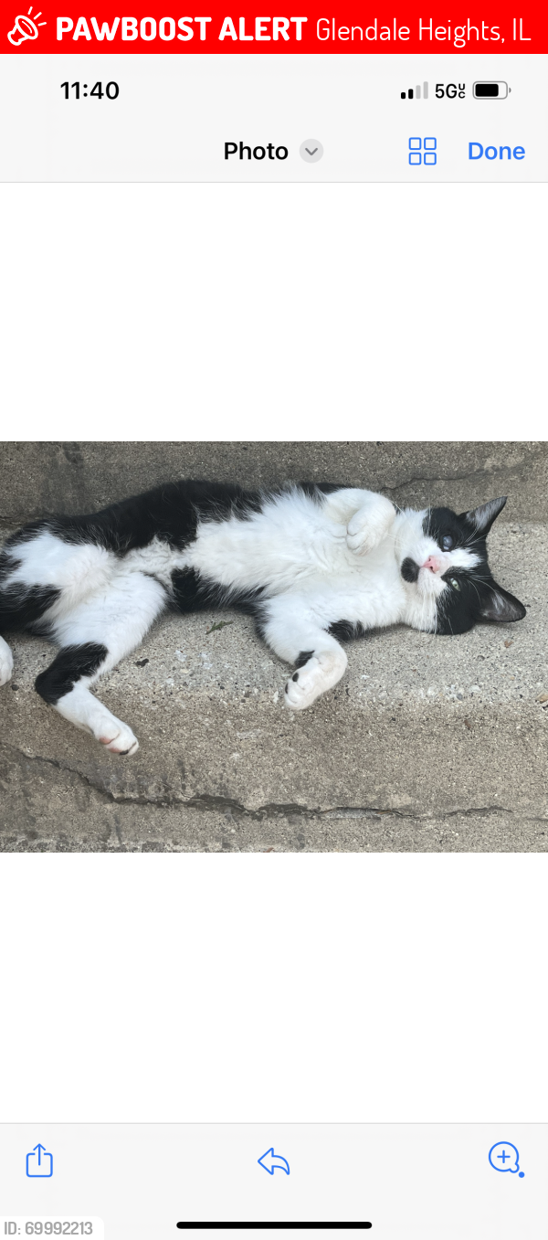 Lost Male Cat last seen Hemlock Ct Glendale hts illinois, Glendale Heights, IL 60139