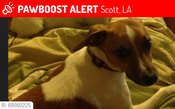 Lost Male Dog last seen Tesa Dive, Scott, LA 70583