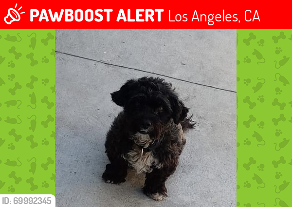 Lost Male Dog last seen W 98th St & Main St, Los Angeles, CA 90003