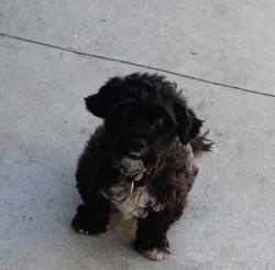 Lost Male Dog last seen W 98th St & Main St, Los Angeles, CA 90003
