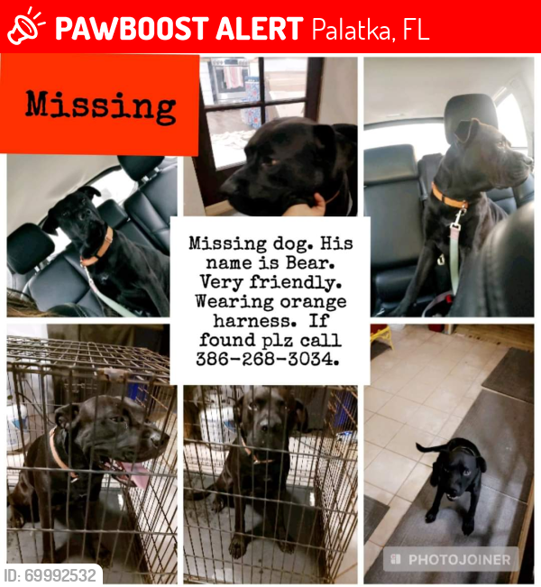 Lost Male Dog last seen Horseman club road and silver lake drive, Palatka, FL 32177