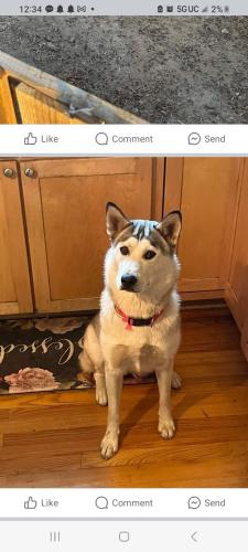 Lost Female Dog last seen South Crest Ave., Martinez, CA 94553