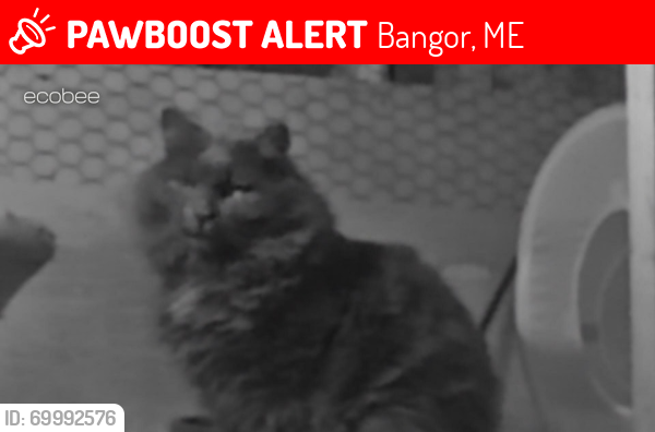 Lost Male Cat last seen pushaw / broadway, Bangor, ME 04401