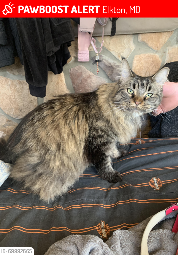 Lost Female Cat last seen Near the Goodwill and Capriottis, Elkton, MD 21921
