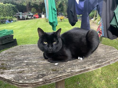 Lost Male Cat last seen Braywick, Maidenhead , Berkshire, England SL6