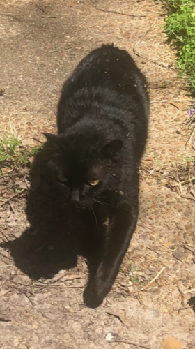 Lost Female Cat last seen Charleston Square , Memphis, TN 38122