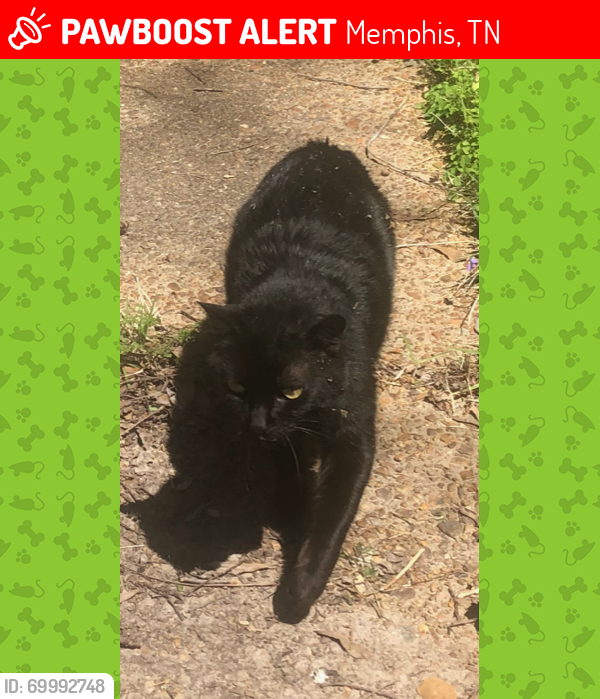 Lost Female Cat last seen Charleston Square , Memphis, TN 38122