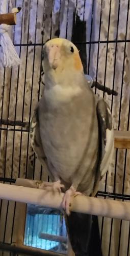 Lost Male Bird last seen Coney Island Ave. and Webster Ave, Brooklyn, NY 11230