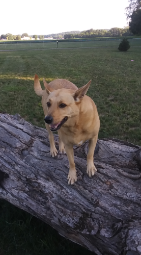 Lost Female Dog last seen State route 97 east near Texter Road, Texter Rd, OH 44904