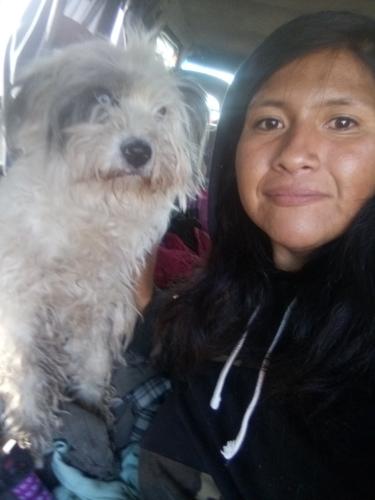 Lost Female Dog last seen 98th Street Northeast to  98th Street Southwest Albuquerque NM, Albuquerque, NM 87121