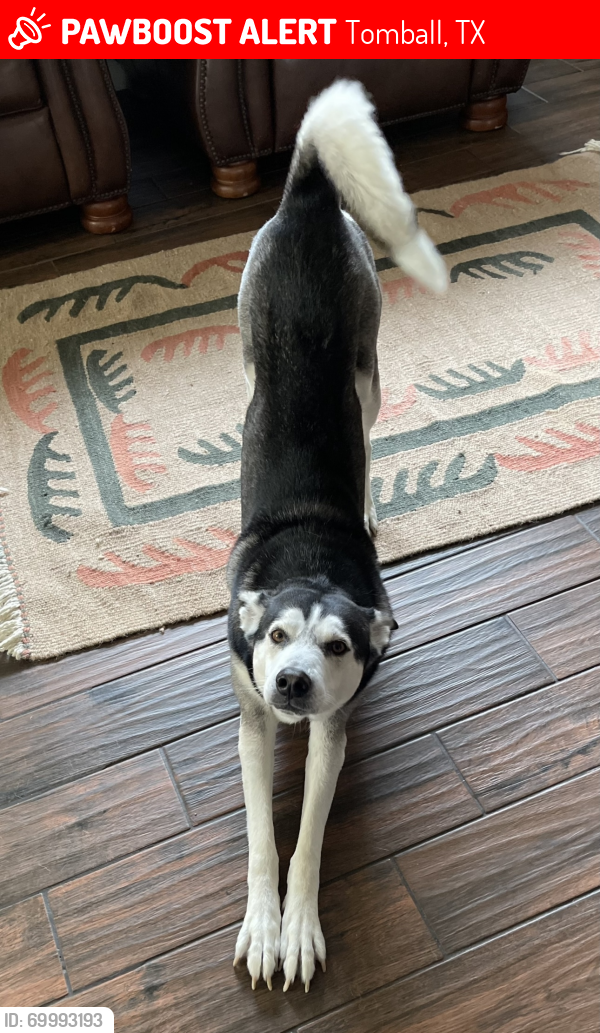 Lost Male Dog last seen Silent Meadow Ct, Tomball, TX 77375