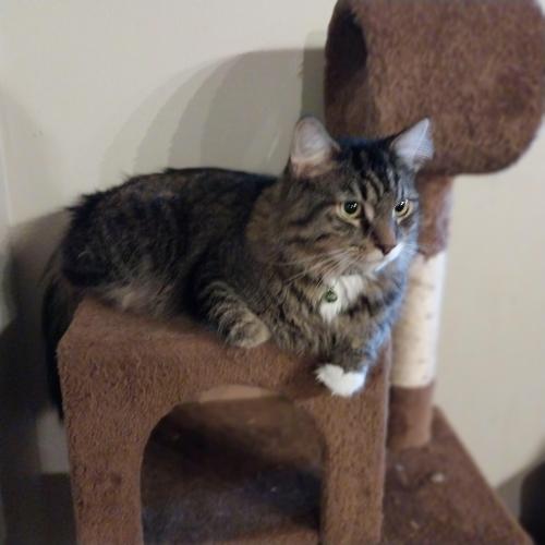 Lost Male Cat last seen 2nd St and 4th Ave by Bethany Lutheran Church, Altoona, PA 16602