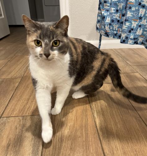 Lost Female Cat last seen Ripple Bend Ln and Orange St, Pearland, TX 77581