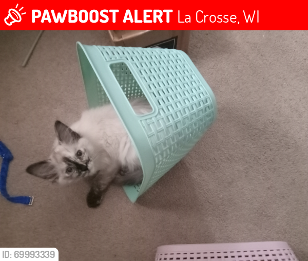 Lost Female Cat last seen 16th & Weston near Rosie's Diner south side , La Crosse, WI 54601
