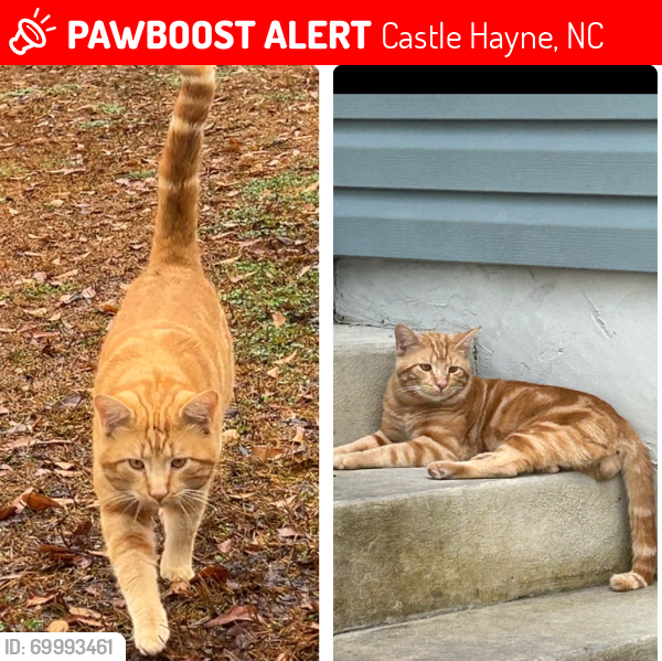 Lost Male Cat last seen Near Bellwood ave castle Hayne NC 28429, Castle Hayne, NC 28429