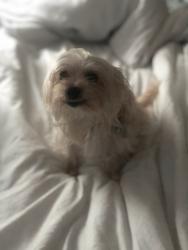 Reunited Female Dog last seen Close to Hickory Heights drive, condominiums, apartments. Last seen near Tailgate Brewery., Hendersonville, TN 37075