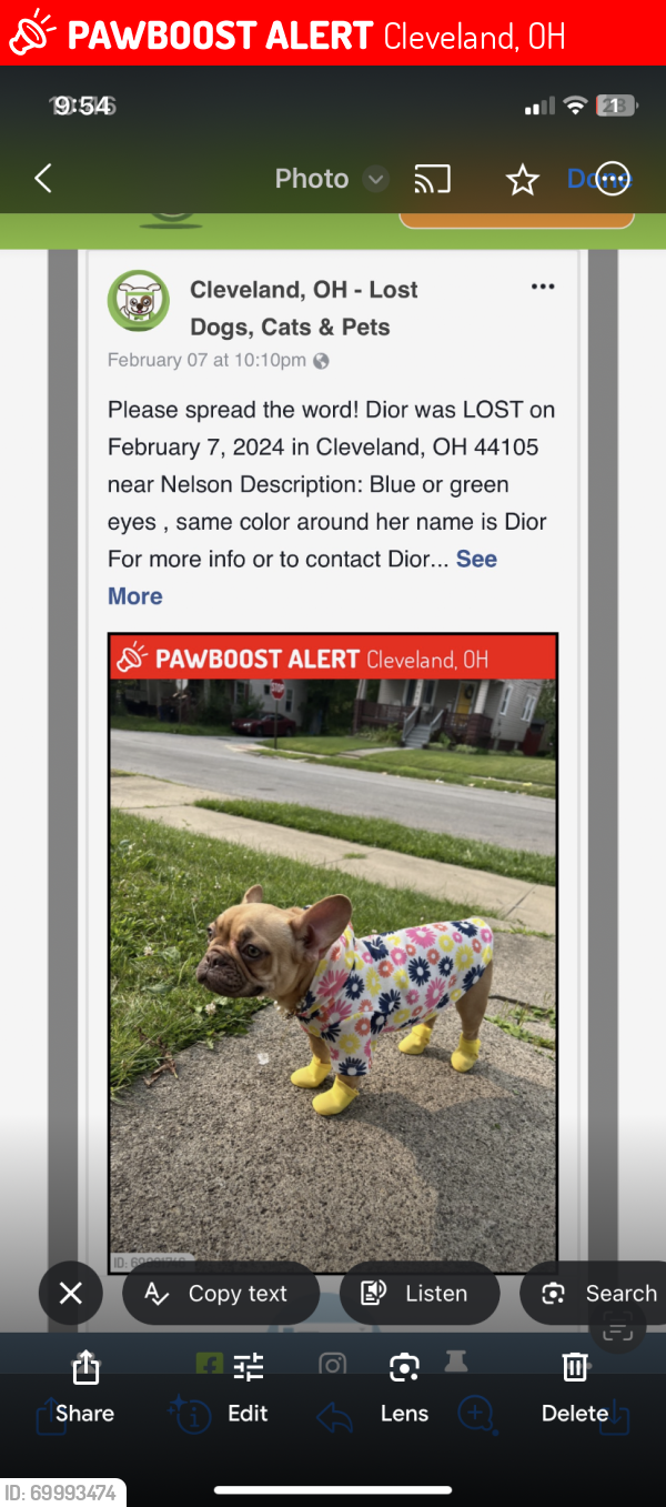 Lost Female Dog last seen Dove ave , Cleveland, OH 44105