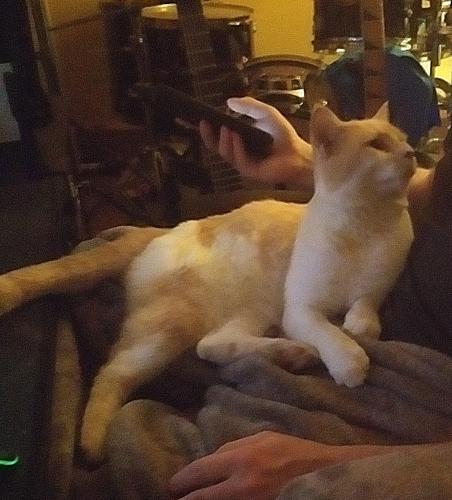 Lost Male Cat last seen Near Wise County Fairgrounds, Wise, VA 24293