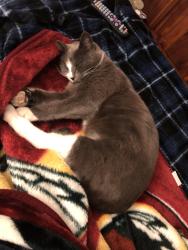 Lost Male Cat last seen Eanes lane  Carlisle avenue , Richmond, VA 23231