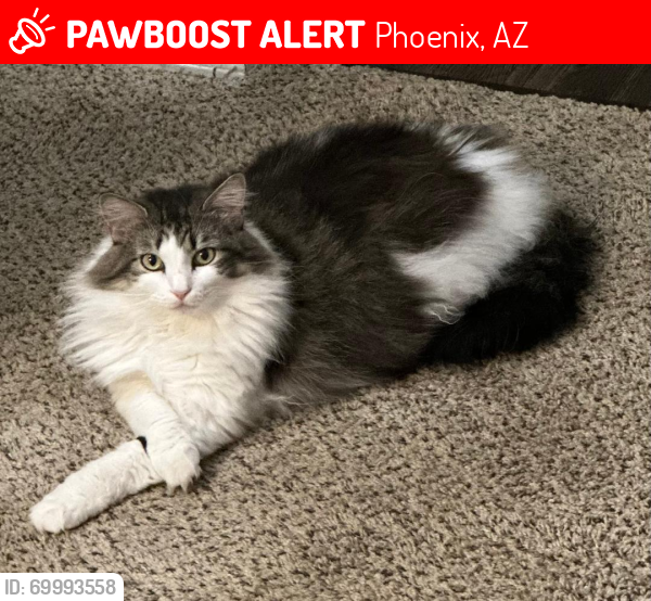 Lost Female Cat last seen Near N North Valley Pkwy, Phoenix, AZ 85085