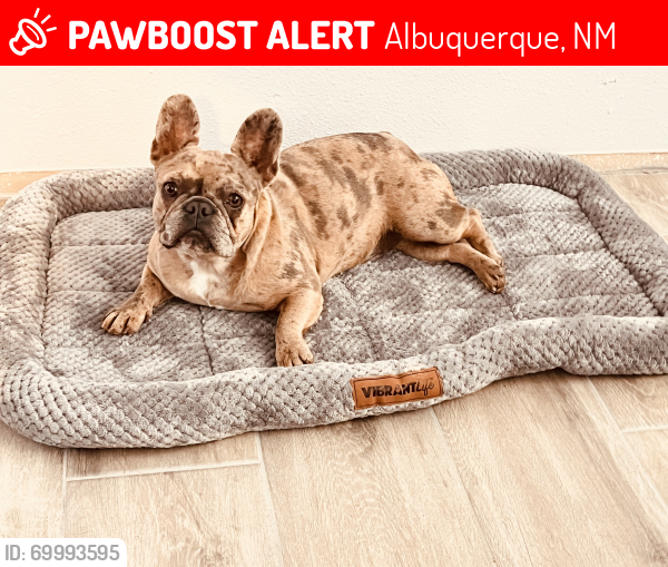 Lost Female Dog last seen 87121, Coors and Bridge, Alamosa Skate Park, Albuquerque, NM 87105
