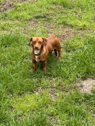 Lost Unknown Dog last seen Cambria/Carmel Ct, Fontana, CA 92336