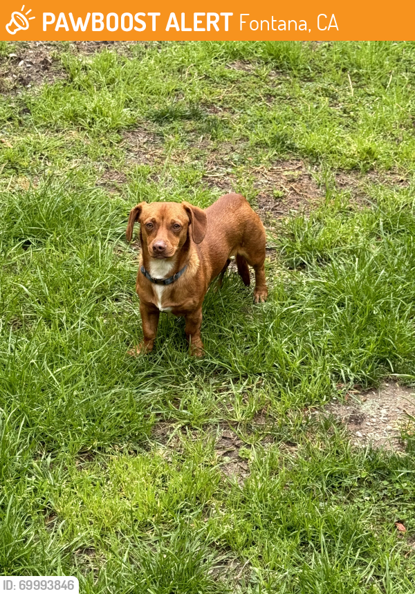 Lost Unknown Dog last seen Cambria/Carmel Ct, Fontana, CA 92336