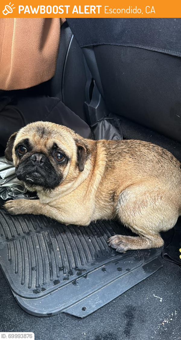 Found/Stray Male Dog last seen 9th street Escondido , Escondido, CA 92025