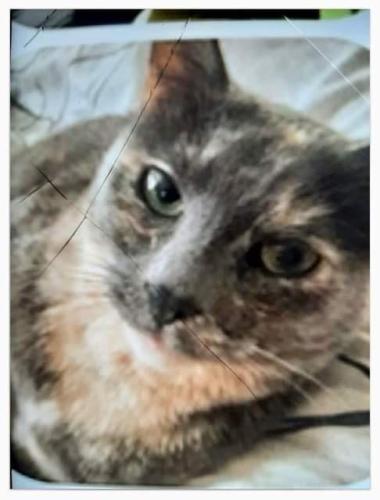 Lost Female Cat last seen Westline ave, Deltona, FL 32725