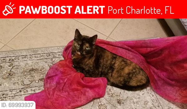 Lost Female Cat last seen Near Winston St, Port Charlotte, FL 33952