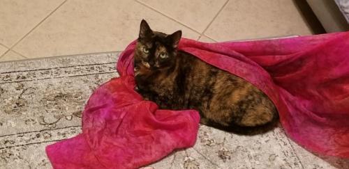 Lost Female Cat last seen Near Winston St, Port Charlotte, FL 33952