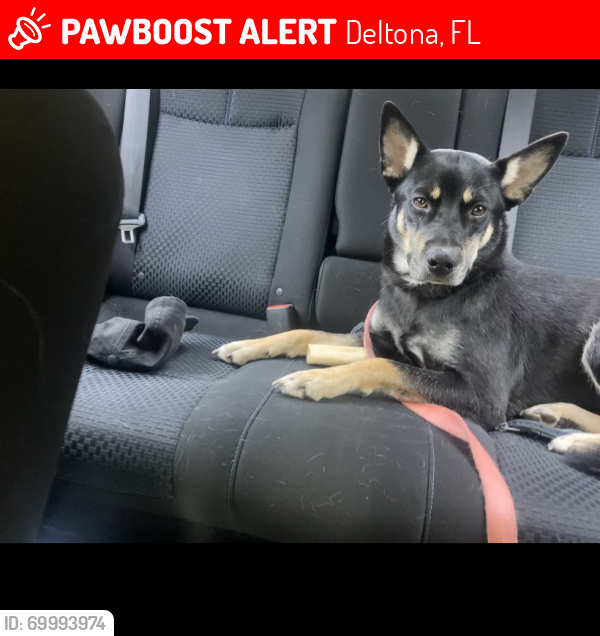Lost Female Dog last seen Daytona state college Deltona campus , Deltona, FL 32725