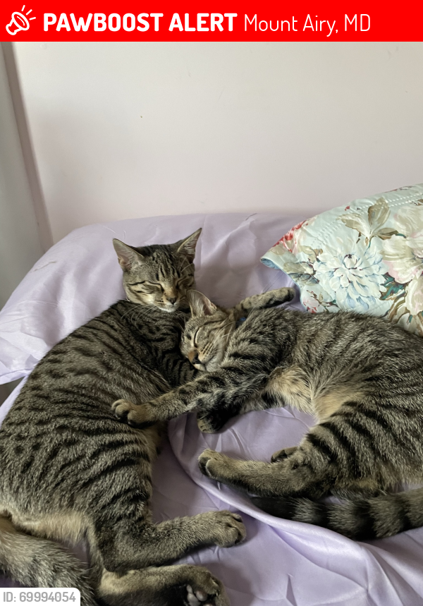 Lost Male Cat last seen Near Torrey Pines Mount  Airy Md 21771, Mount Airy, MD 21771