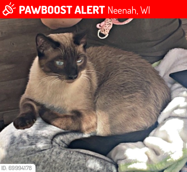 Lost Male Cat last seen Poplar ct, Neenah, WI 54956