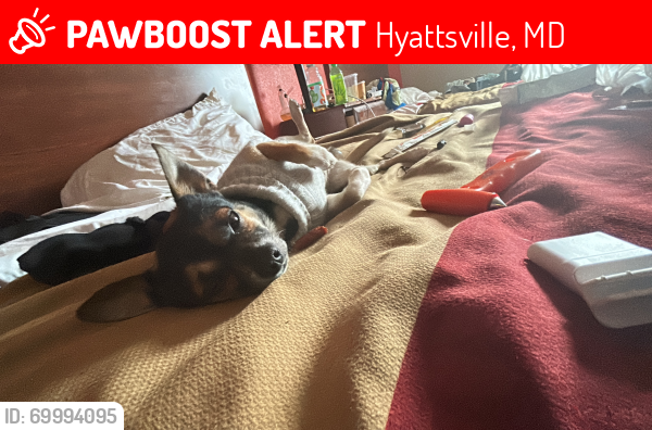 Lost Male Dog last seen Hyattsville , Hyattsville, MD 20781