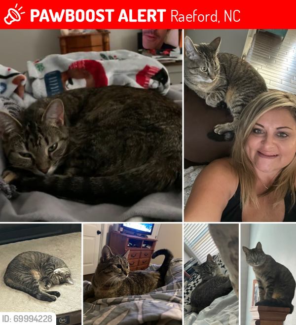 Lost Female Cat last seen St. John’s Loop and Northview Dr, Raeford, Raeford, NC 28376