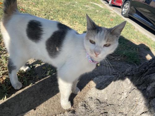 Lost Female Cat last seen Phaeton Ave / Washington Blvd , Pico Rivera, CA 90660