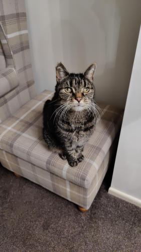 Lost Male Cat last seen Curbourough road, Staffordshire, England WS13 7RD