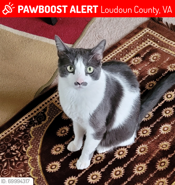Lost Male Cat last seen Near Oak Grove , Loudoun County, VA 20166