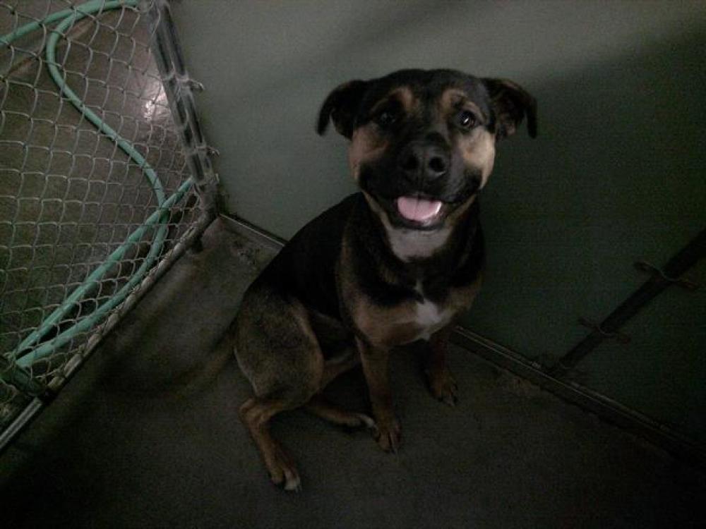Shelter Stray Male Dog last seen Near BLOCK HIGHWAY 178, Lake Isabella, CA 93240